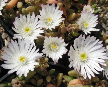 Delosperma karooicum 'Graaf Reinet' 